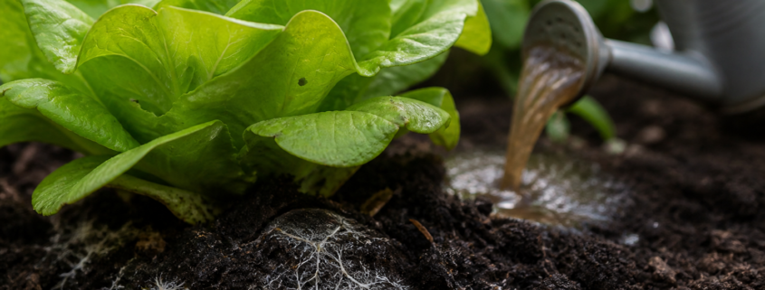 Butterhead lettuce growing in rich living soil