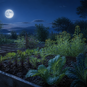 Vegetable seedlings in a night garden lit by a full moon