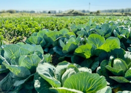 Cabbage and mulch strip-till field trial at IGZ