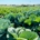 Cabbage and mulch strip-till field trial at IGZ