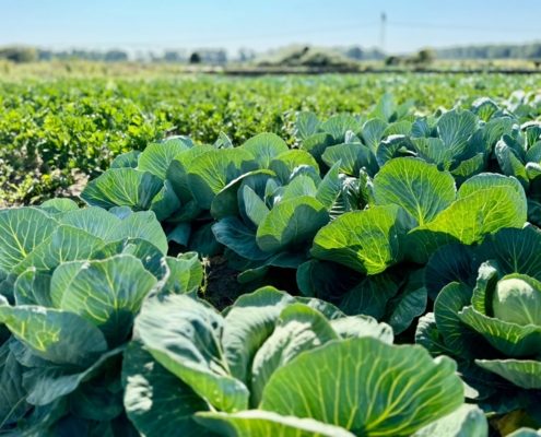 Cabbage and mulch strip-till field trial at IGZ