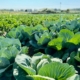 Cabbage and mulch strip-till field trial at IGZ