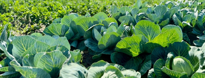 Cabbage and mulch strip-till field trial at IGZ