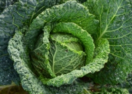 Savoy cabbage
