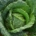 Savoy cabbage