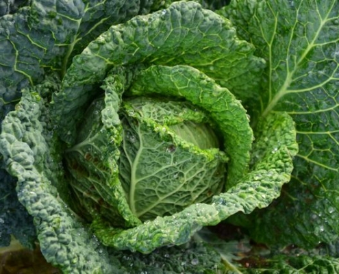 Savoy cabbage