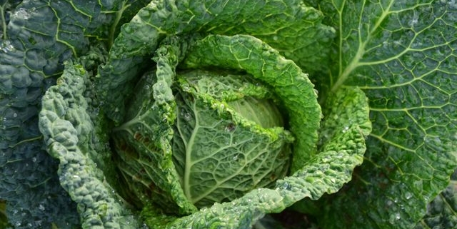 Savoy cabbage
