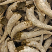 Pile of biodynamic cow horns