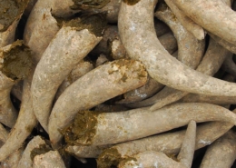 Pile of biodynamic cow horns