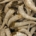 Pile of biodynamic cow horns