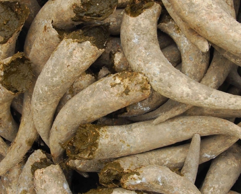 Pile of biodynamic cow horns