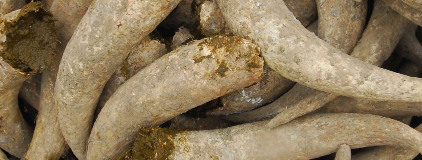 Pile of biodynamic cow horns