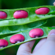 preparing to save seeds - moon calendar