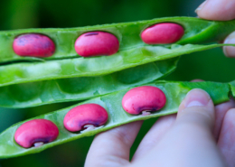 preparing to save seeds - moon calendar