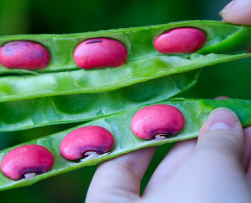preparing to save seeds - moon calendar