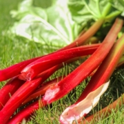 Harvested rhubarb stalks; photo by Planet Fox, Pixabay
