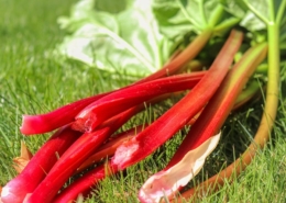 Harvested rhubarb stalks; photo by Planet Fox, Pixabay
