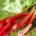 Harvested rhubarb stalks; photo by Planet Fox, Pixabay