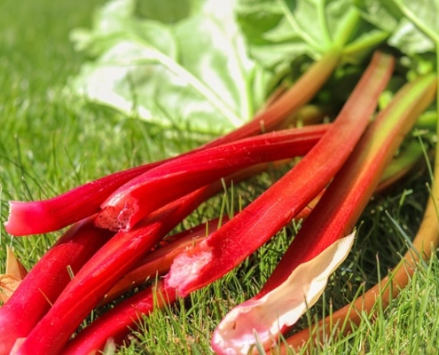Harvested rhubarb stalks; photo by Planet Fox, Pixabay
