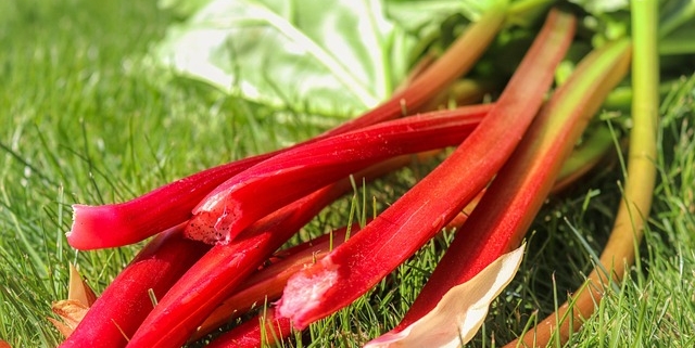 Harvested rhubarb stalks; photo by Planet Fox, Pixabay