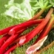 Harvested rhubarb stalks; photo by Planet Fox, Pixabay